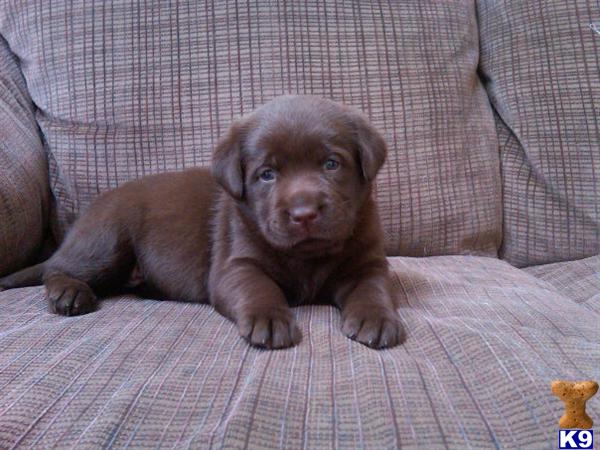 Puppies in Acushnet