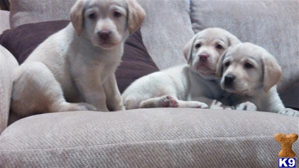 Puppies in MA
