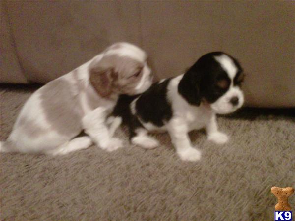 Puppies in Milledgeville