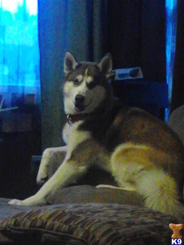 Stud Dogs - Siberian Husky