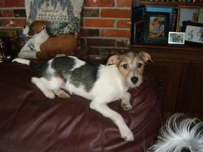 Dogs - Chinese Crested