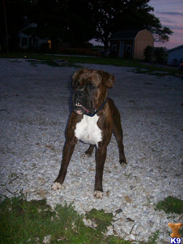 Stud Dogs in IL