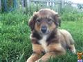 English Shepherd