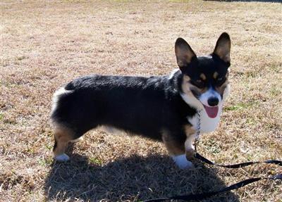 Stud Dogs in TX