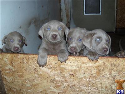 Puppies in WY