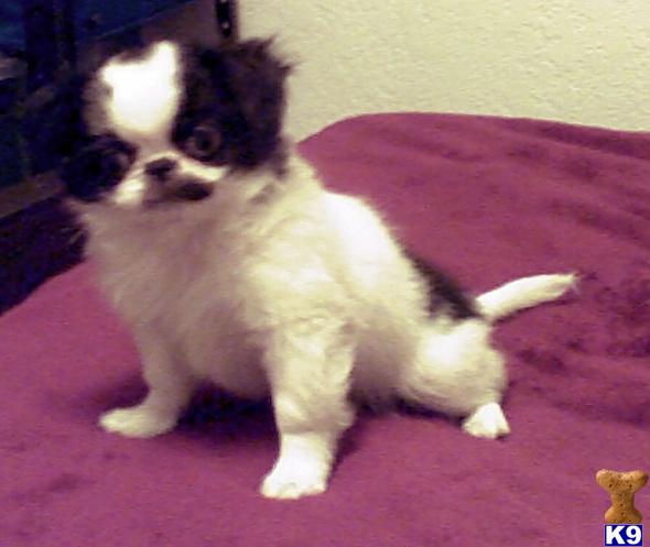 Japanese Chin Puppies
