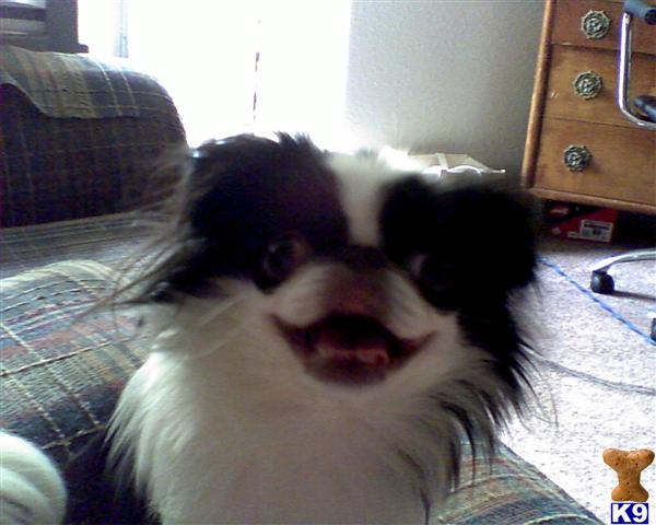 Dogs - Japanese Chin