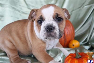 Bulldog Puppies for Sale