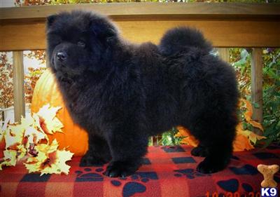 Chow Chow Puppies for Sale
