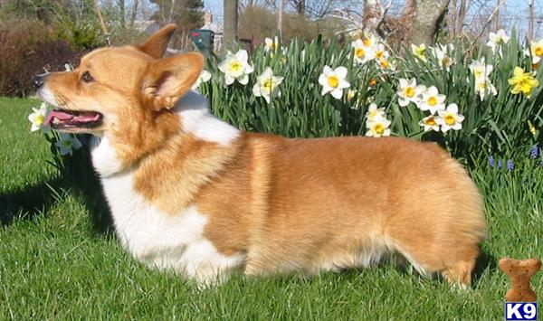 Stud Dogs - Pembroke Welsh Corgi