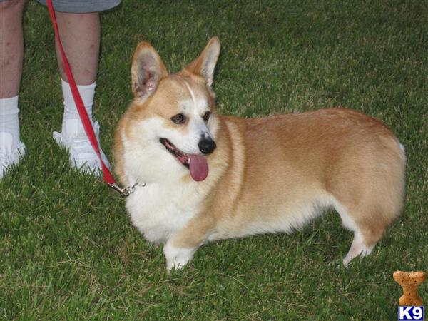 Stud Dogs - Pembroke Welsh Corgi