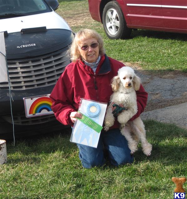 Stud Dogs - Poodle