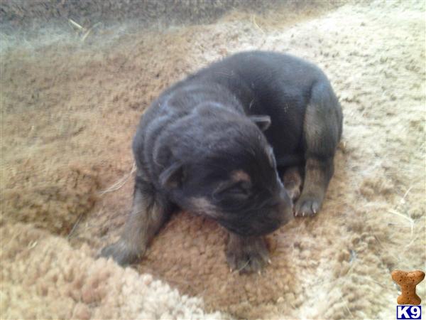 Puppies in Apple valley