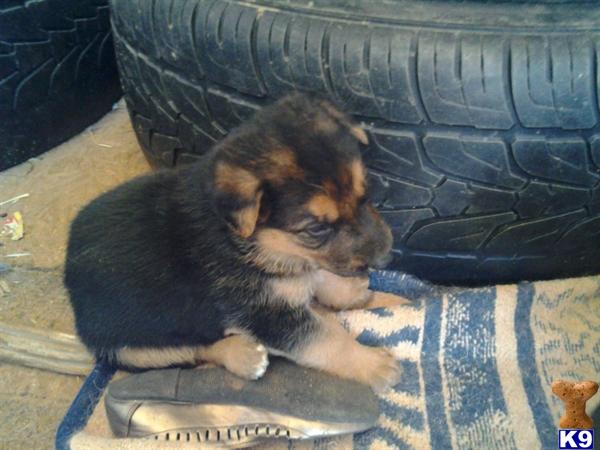 German Shepherd Puppies in CA
