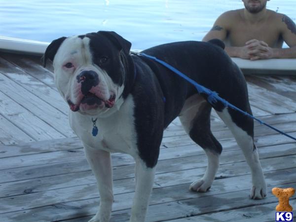 Stud Dogs - American Bulldog