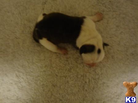 American Bulldog Puppies in MO
