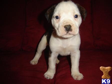American Bulldog Puppies in MO