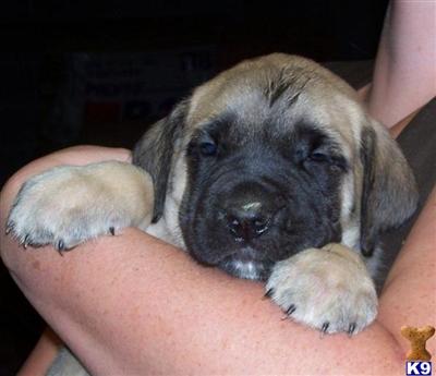 Puppies for Sale