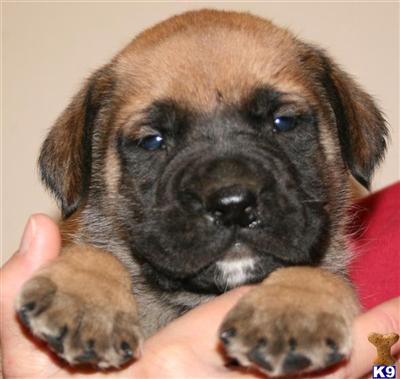 Mastiff Puppies for Sale