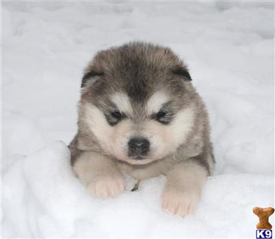 Alaskan Malamute Puppies for Sale
