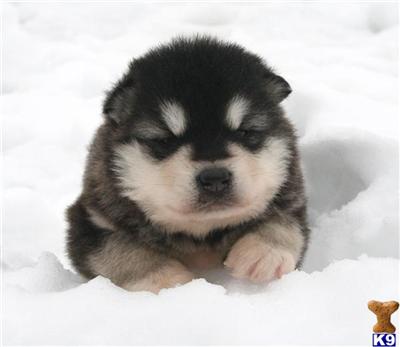 Alaskan Malamute Puppies for Sale