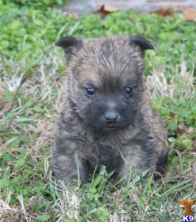 Cairn Terrier Puppies for Sale