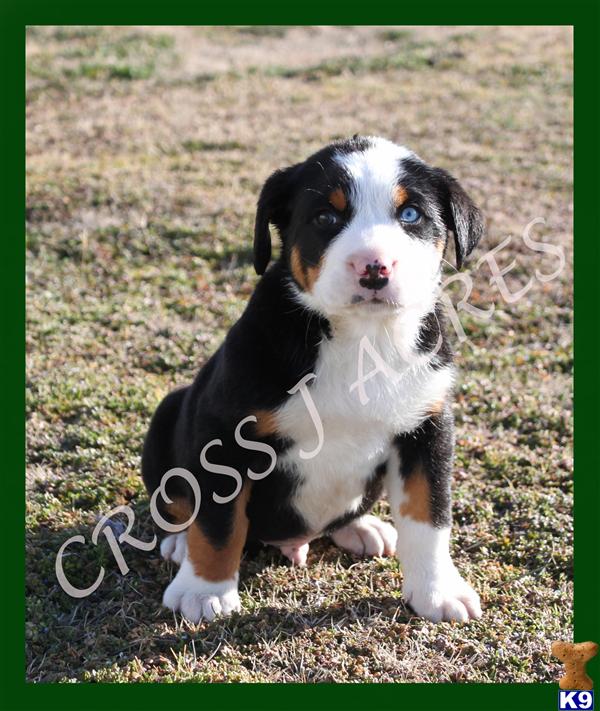 Puppies in OK