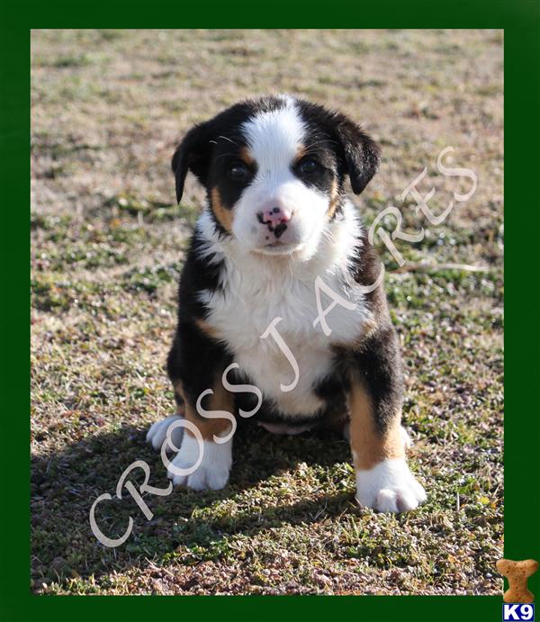 Puppies in OK