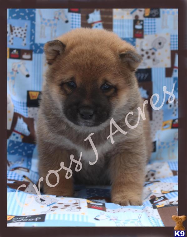 Puppies in OK