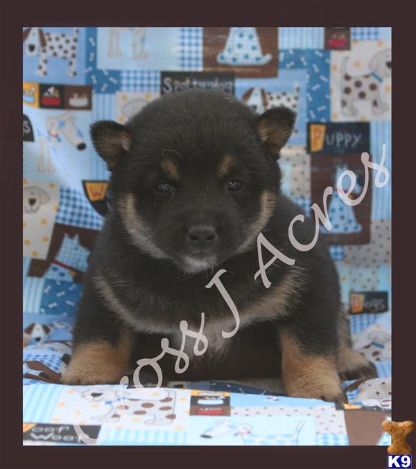 Puppies in OK