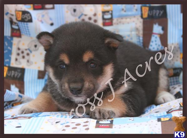 Puppies in OK