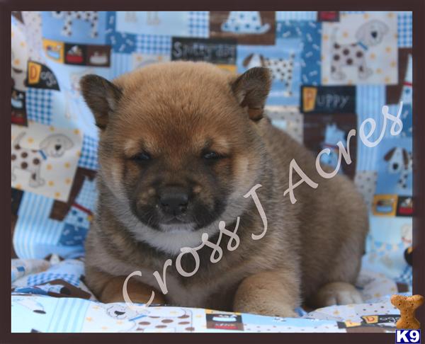 Puppies in OK