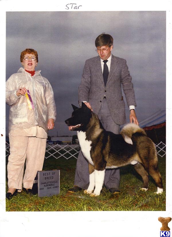 Stud Dogs - Akita