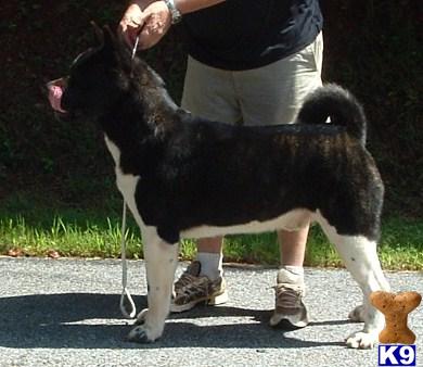 Akita Puppies