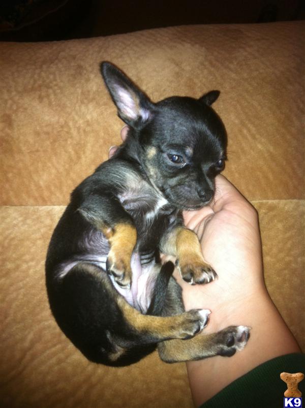 Chihuahua Puppies in AK