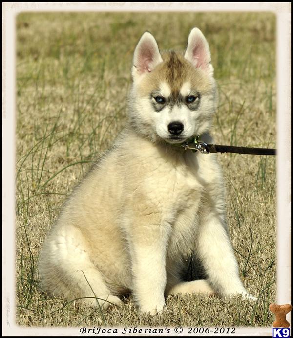 Puppies in TN