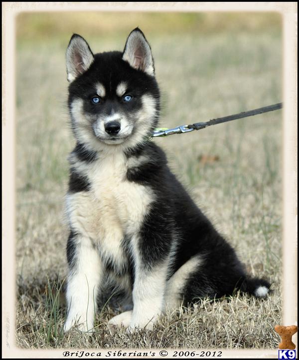 Puppies in TN