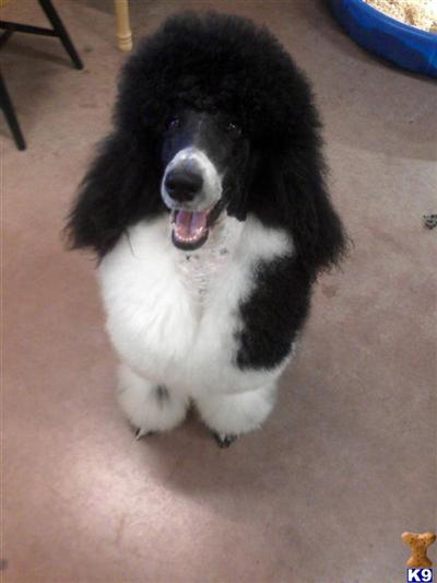 Stud Dogs - Poodle