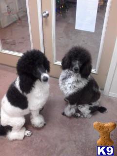 Stud Dogs - Poodle