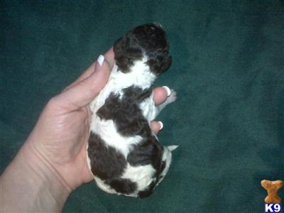 Puppies in WA