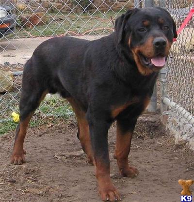 Dogs for Sale in OK