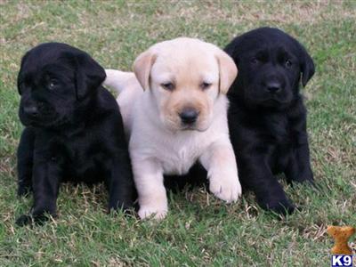 Labrador Retriever Puppies in TX