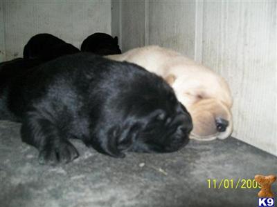 Labrador Retriever Puppies in TX