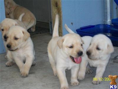 Labrador Retriever Puppies in TX