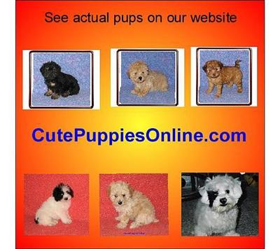 Maltese Puppies in TX