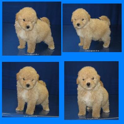 Yorkshire Terrier Puppies in TX