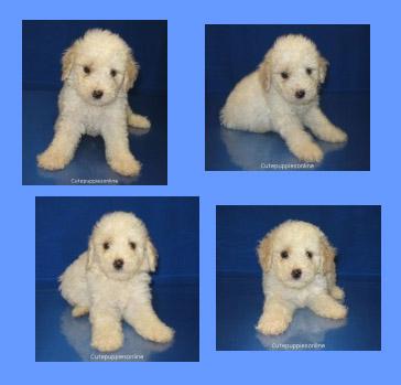 Maltese Puppies in TX