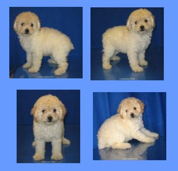 Pomeranian Puppies in TX