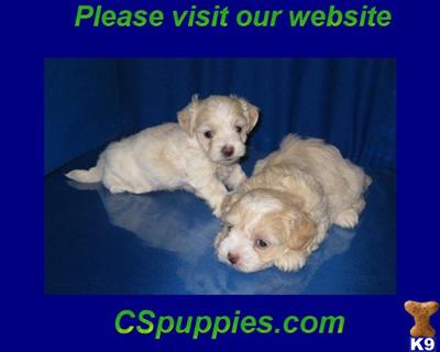 Maltese Puppies in TX