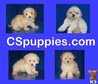 Poodle Puppies in TX